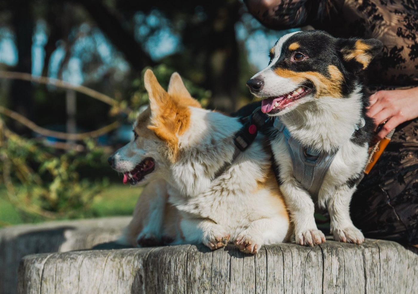 The two corgis playing together on a rounded wooden stump