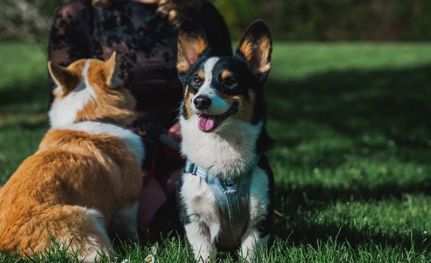 The two corgis standing together on the grass, tongues out
