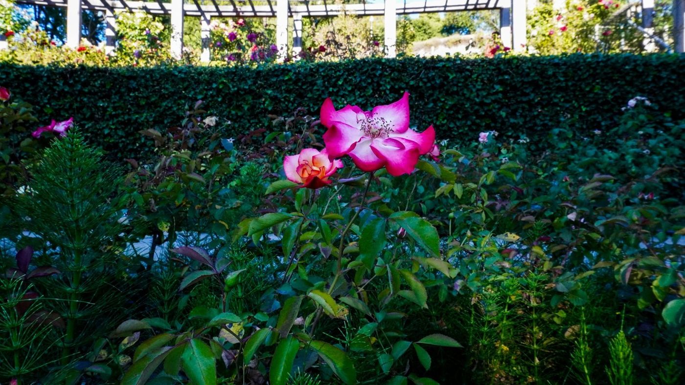 A pink rose in bloom at the Berkeley Rose Garden