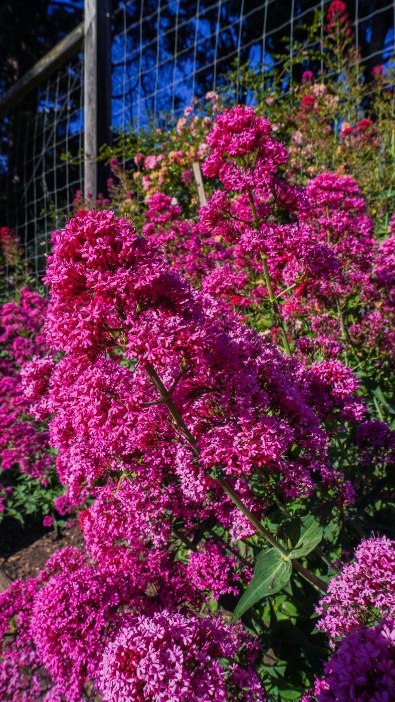 A cluster of magenta roses in full bloom