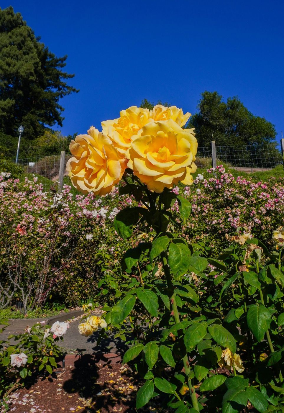 A yellow rose in bloom against a clear blue sky