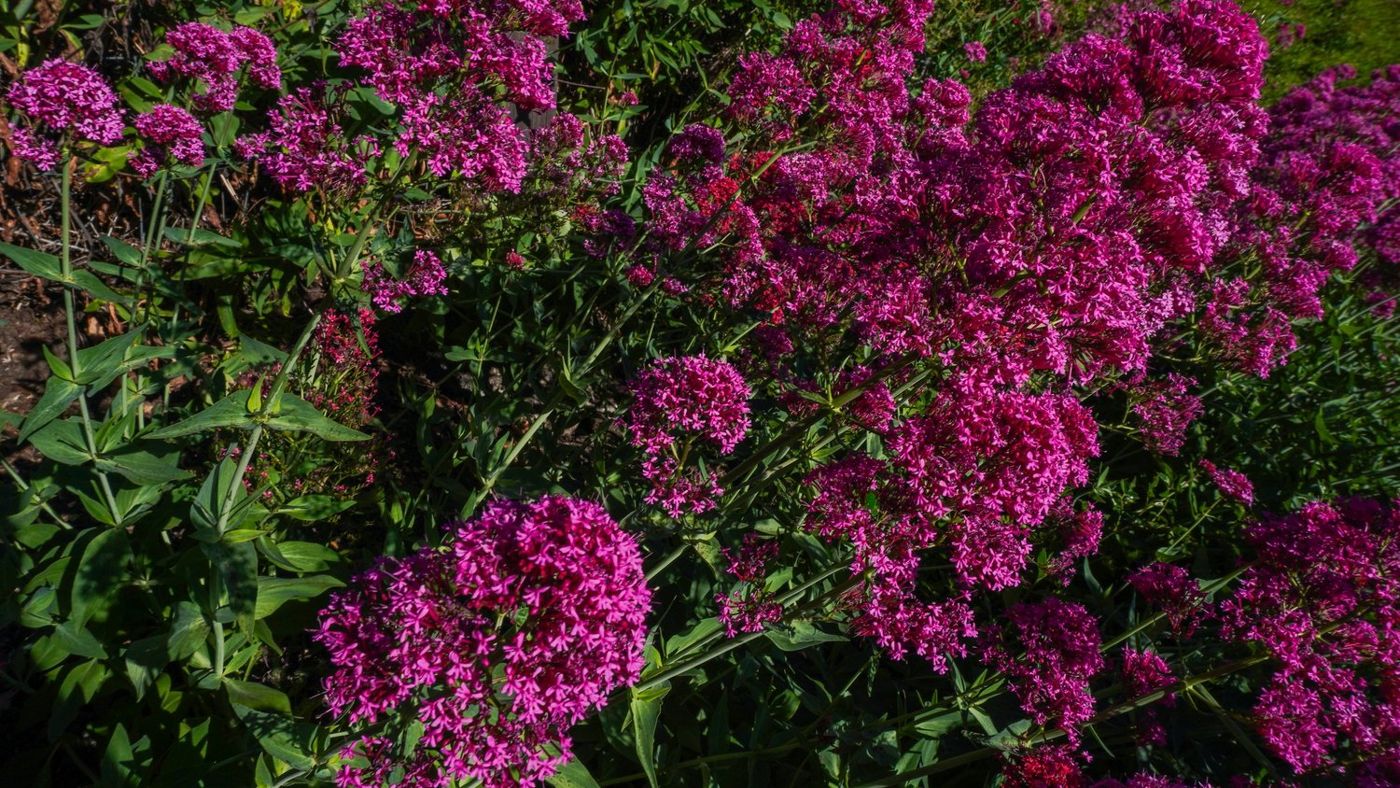 Close-up of a cluster of magenta blooms
