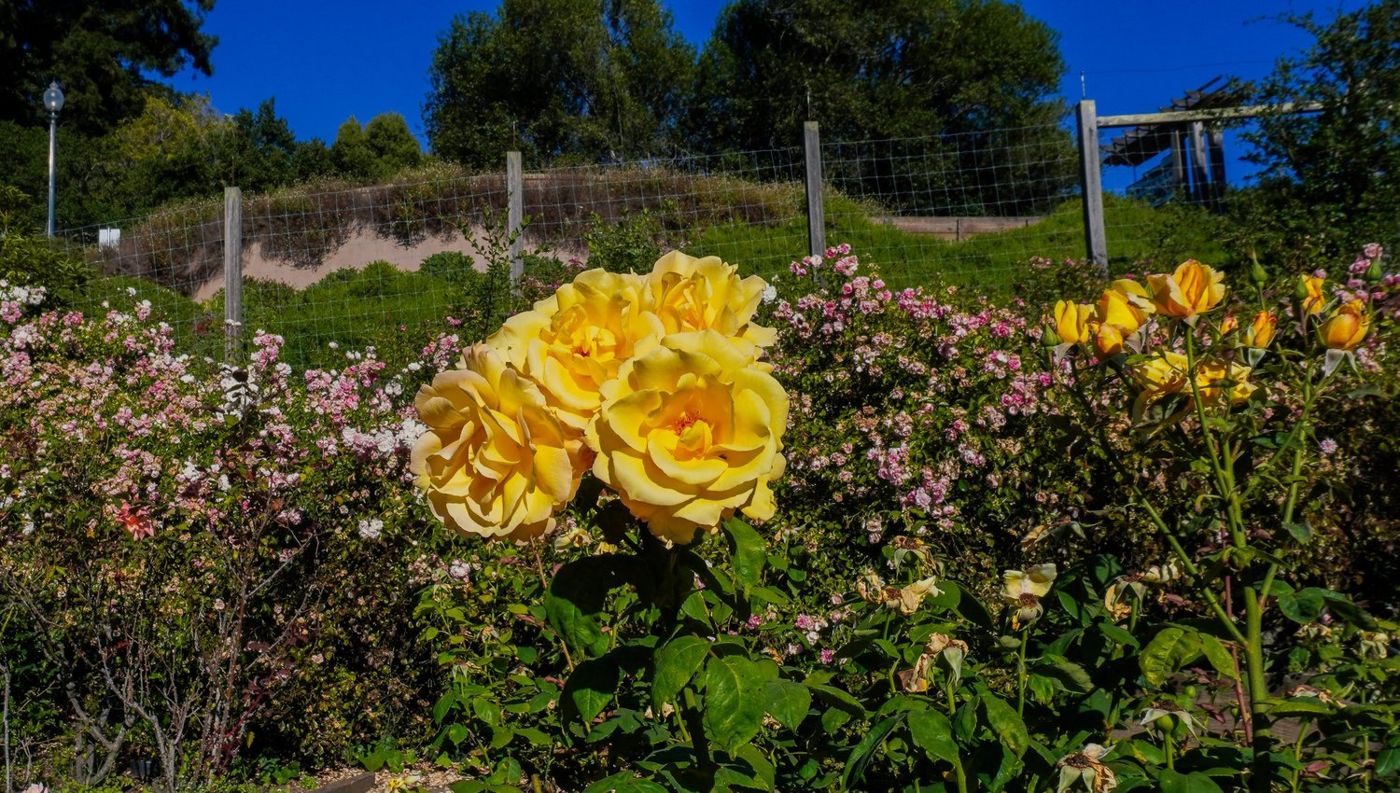 Yellow rose blooms with a garden fence in the background