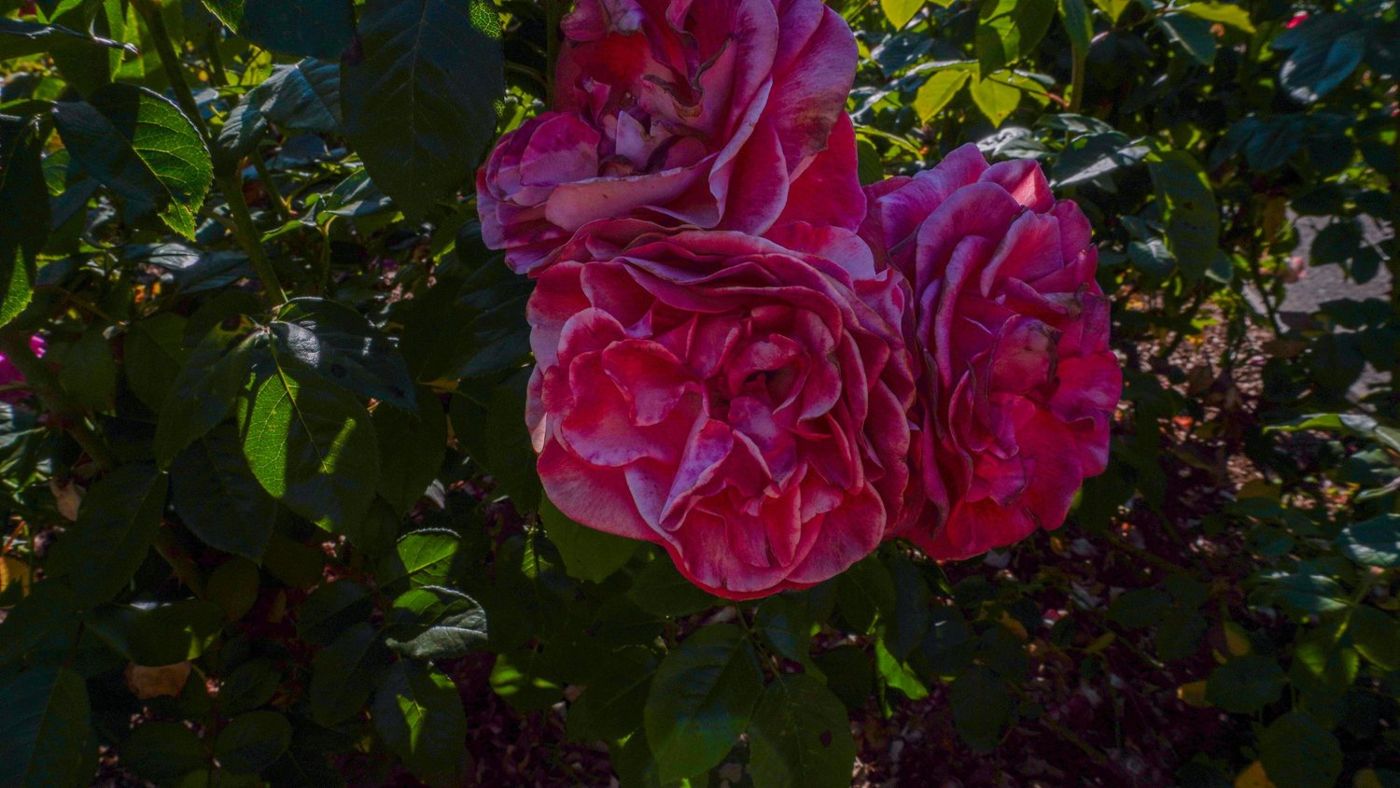 Close-up of a pink rose bloom