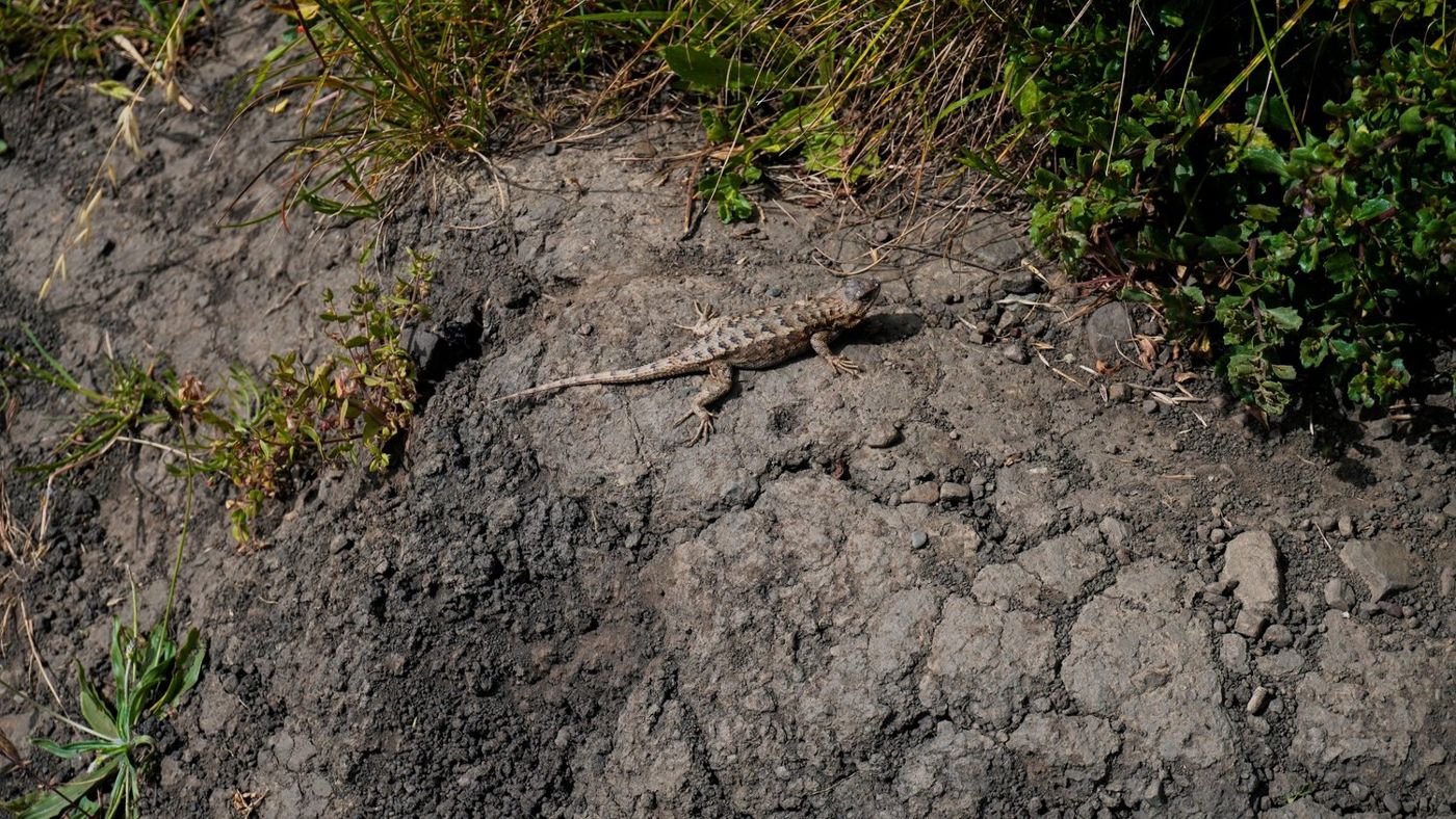 Close-up of a small plant growing from a rock crevice on the coastal bluff